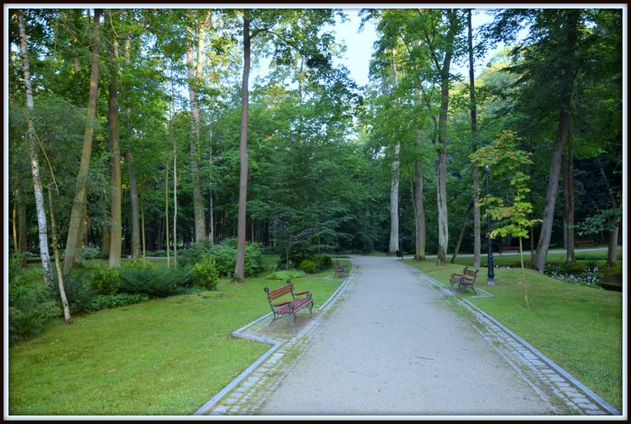 Park with Benches and Trees
