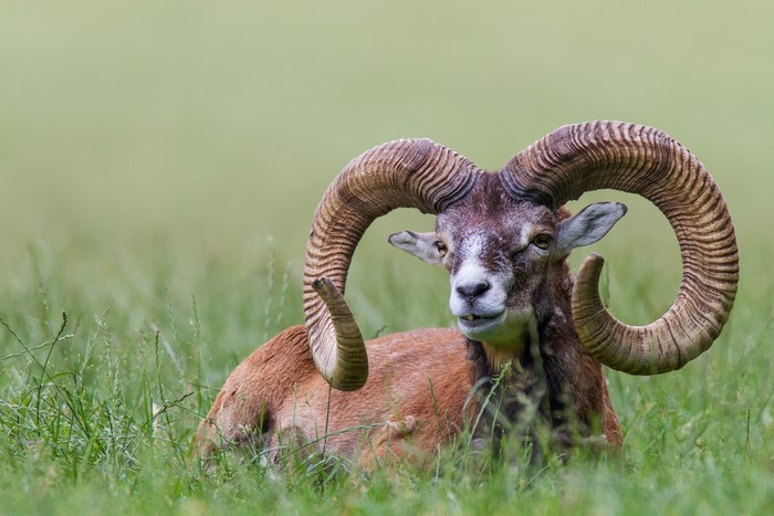 Mouflon ram with large curled horns lying in grass