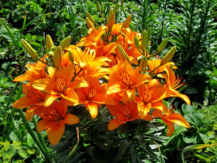 A cluster of bright orange lilies in full bloom with buds