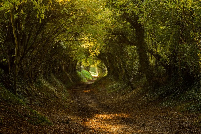 A sunlit path through a dense forest tunnel