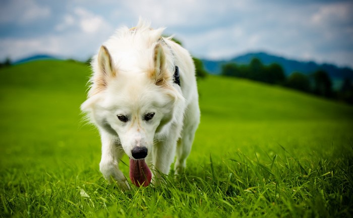 White Shepherd Dog Walking in a Grassy Field
