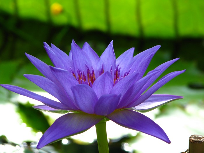 Close-up of a vibrant purple lotus flower