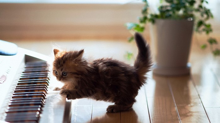 Kitten playing on a synthesizer