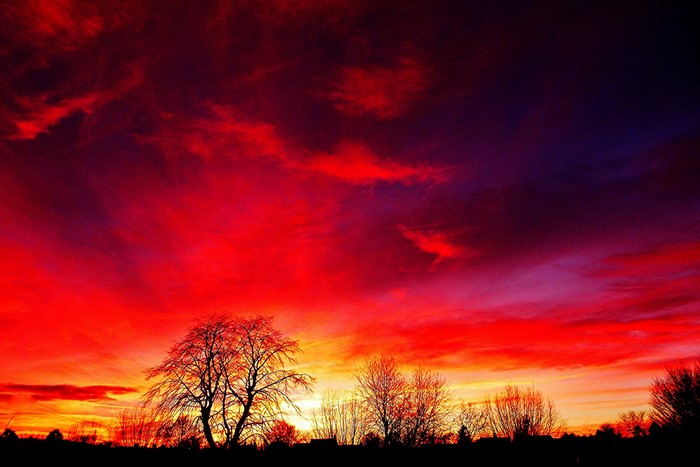 Fiery sunset sky over silhouetted trees