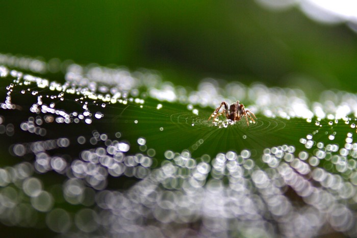 Spider on a dew-covered web