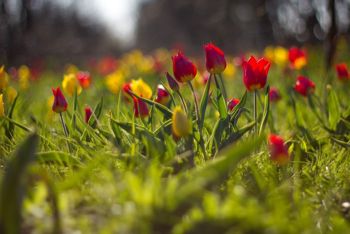 Red and yellow tulips in a grassy field