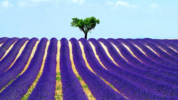 Lavender field with a lone tree