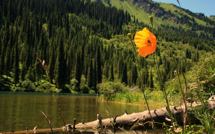 Orange poppy flower by a lake with pine forest