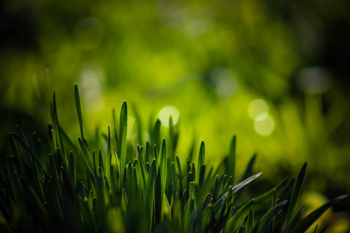 Closeup of green grass blades