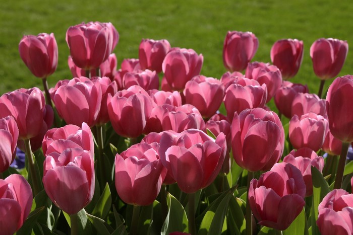 Pink Tulips in a Field