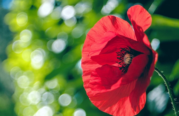 Red poppy flower in bloom