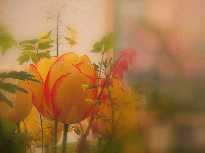 Yellow and red tulips with delicate flowers