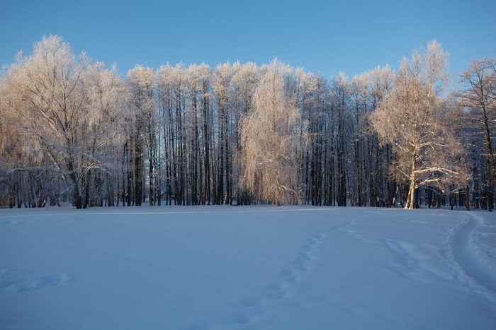 Winter forest with snow-covered trees