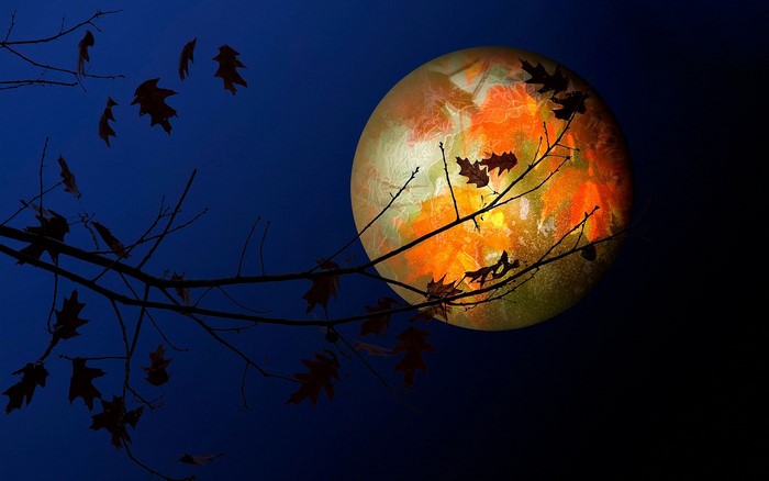 Moonlit night with autumn leaves on branches
