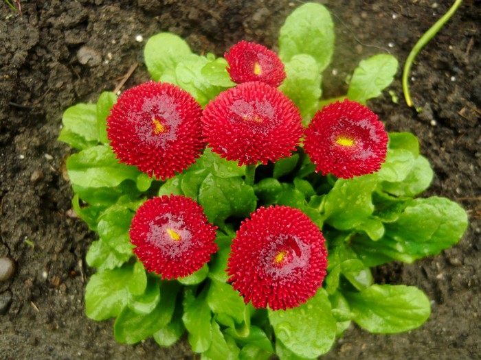 Red Bellis flowers in bloom