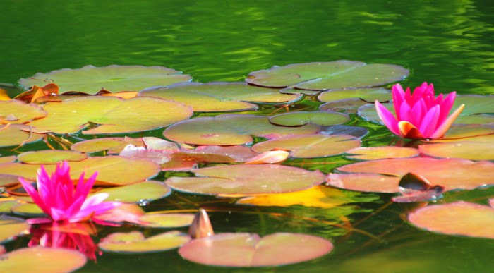 4K Pink Lotus Flowers on Lily Pads