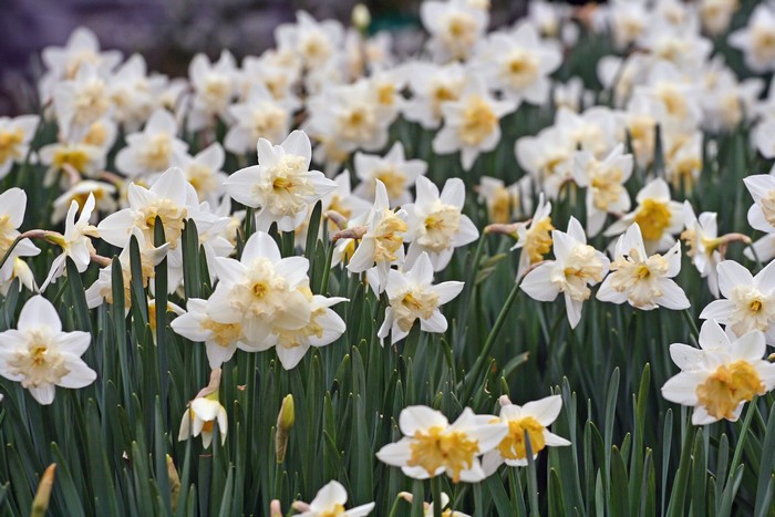 White and yellow daffodils in a field