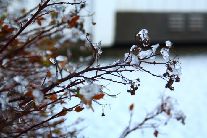 Branches with ice and leaves