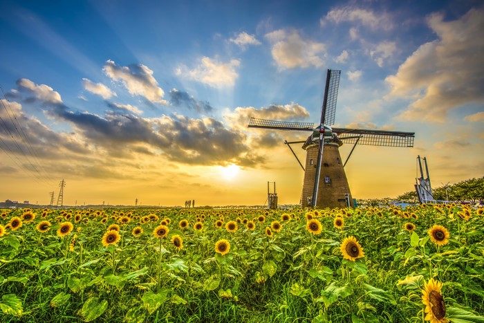 Sunflower field with windmills at sunset