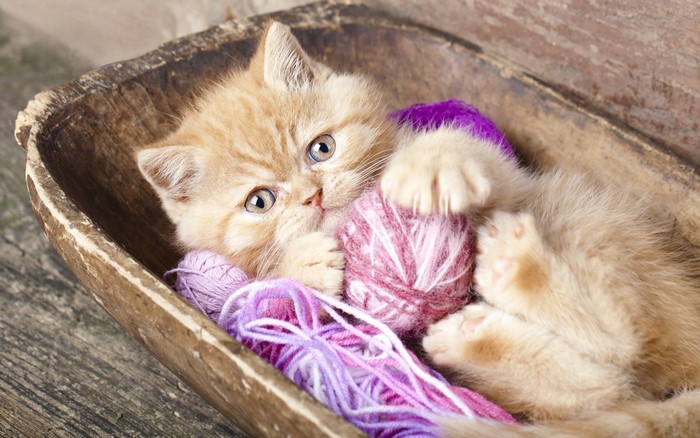 Orange kitten playing with yarn in a wooden bowl