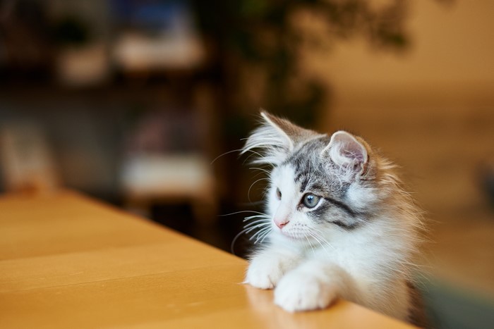 Kitten with paws on a wooden table