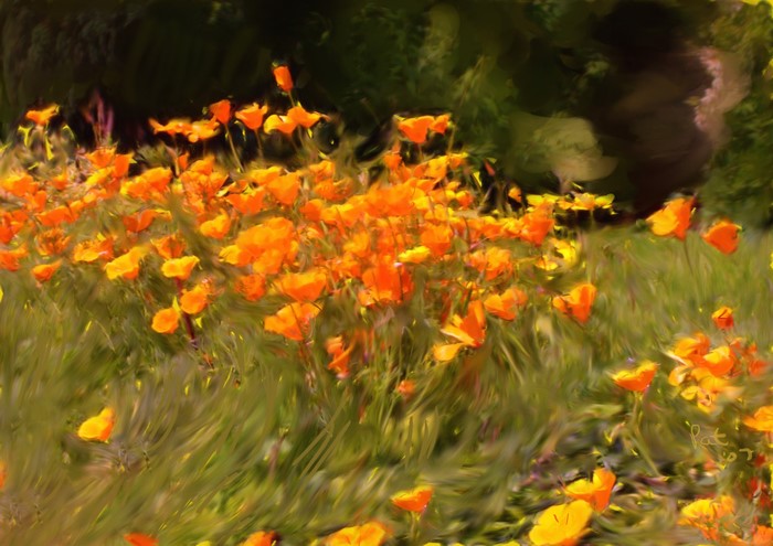 Field of orange poppies painted in impressionistic style