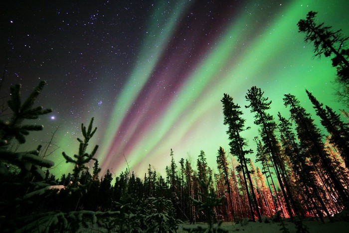 Aurora Borealis over a snowy forest at night