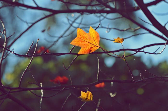 Autumn leaves on tree branches