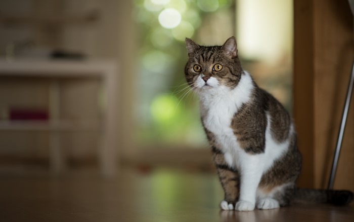 A tabby and white cat sits indoors