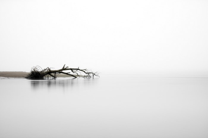 Fallen tree in foggy water