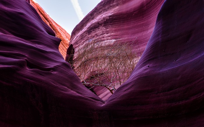 Canyon with purple and orange rock formations and a tree