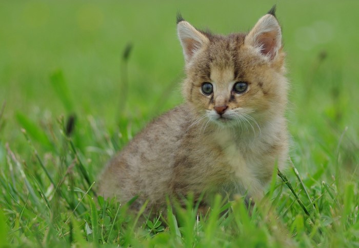 Lynx cub sitting in green grass