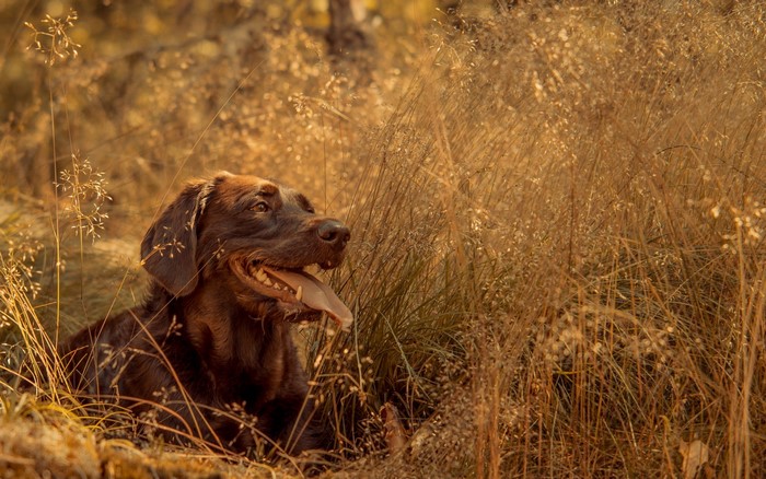 Chocolate Labrador Retriever dog in tall grass