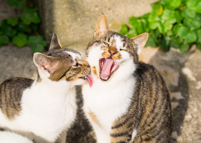 Two cats grooming each other outdoors