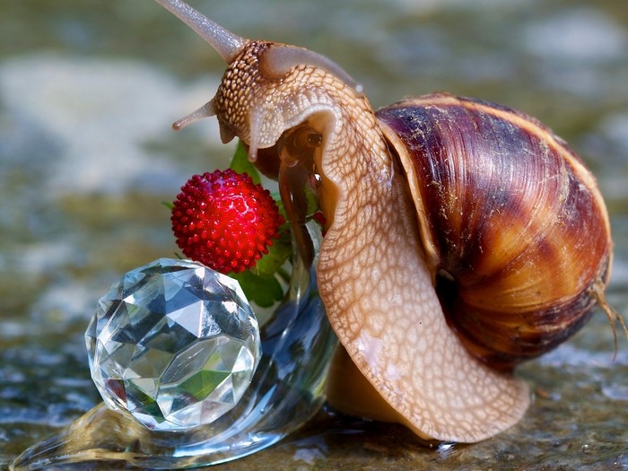 Snail with a strawberry and a crystal