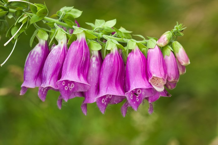 Purple Foxglove Flowers on a Stem