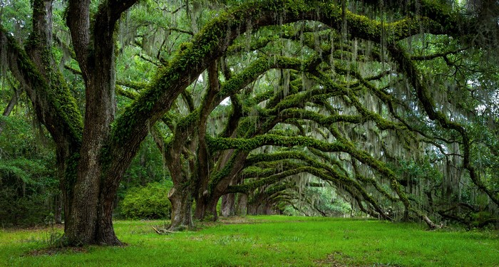 Oak trees with Spanish moss in Charleston, South Carolina
