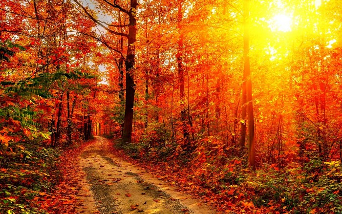 Autumn forest path with sun rays