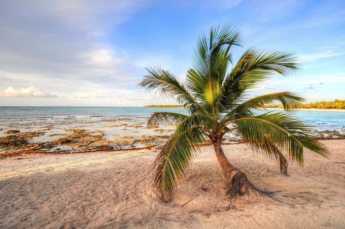 Palm tree on a sandy beach with the ocean and sky
