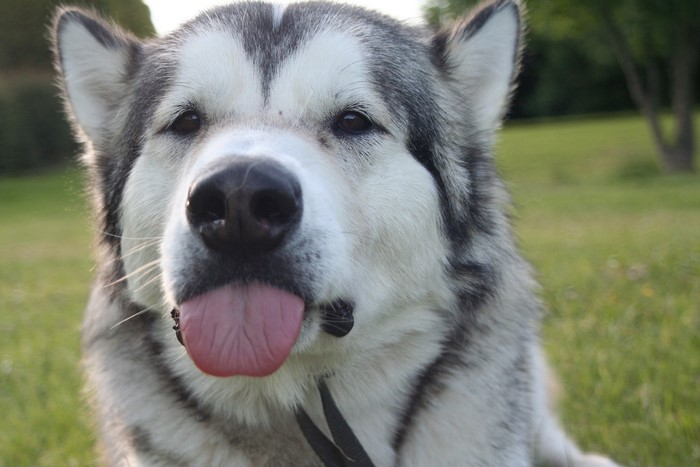 Close-up of an Alaskan Malamute dog with its tongue out