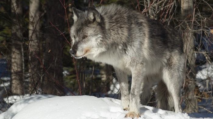 Wolf standing in the snow