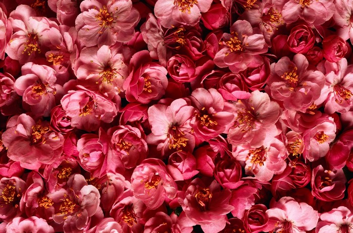 A close-up view of many pink and red camellia flowers.