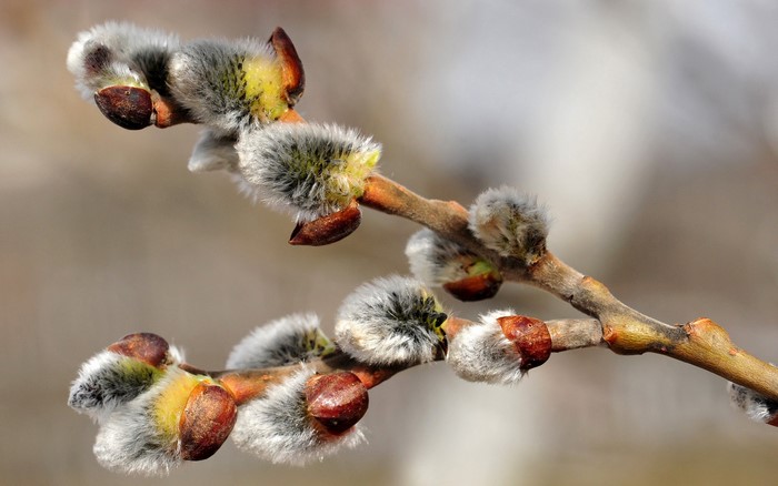 Pussy Willow branches with buds in spring