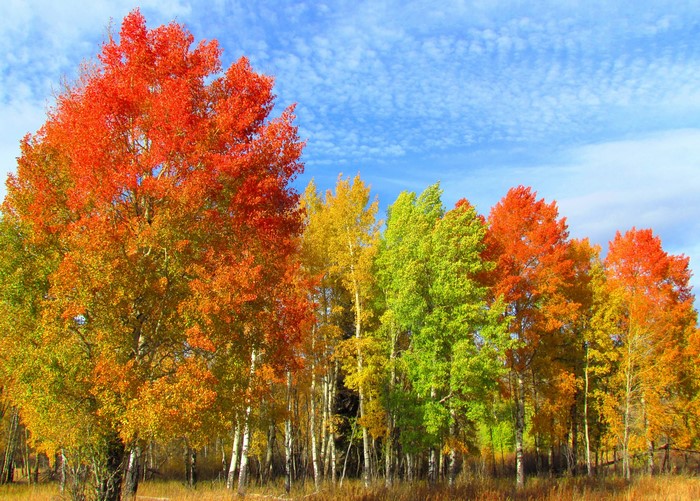 Autumn trees with red, yellow, and green leaves under a blue sky