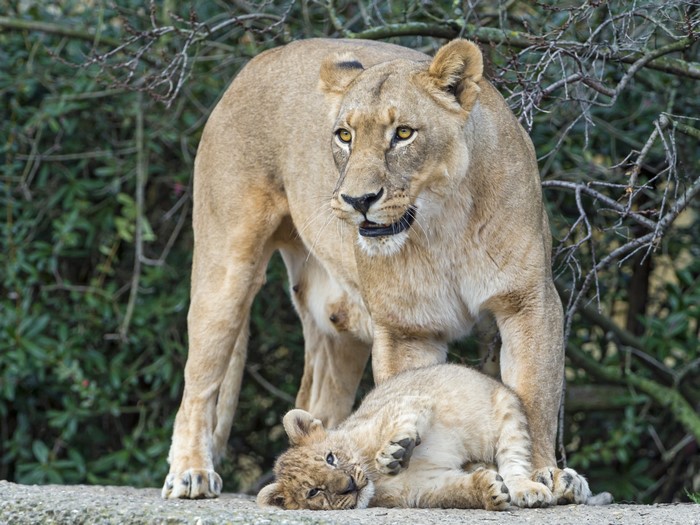 Lioness with Cub