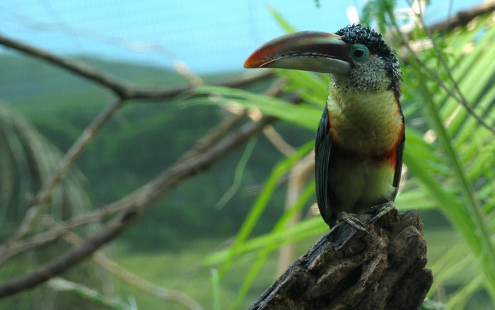 A colorful toucan perched on a branch