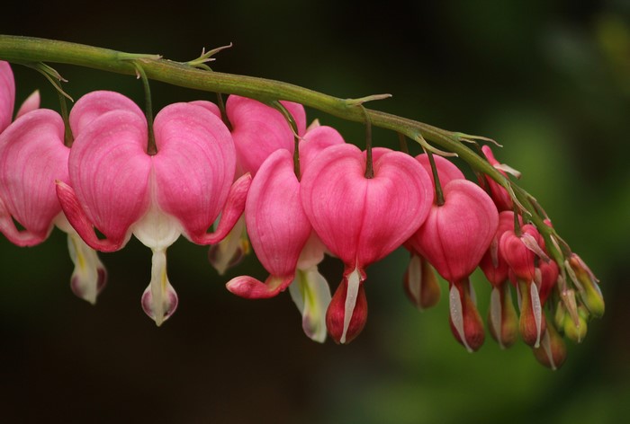 Pink bleeding heart flowers on a branch