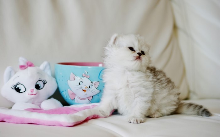 Kitten with Marie plush toy and cup