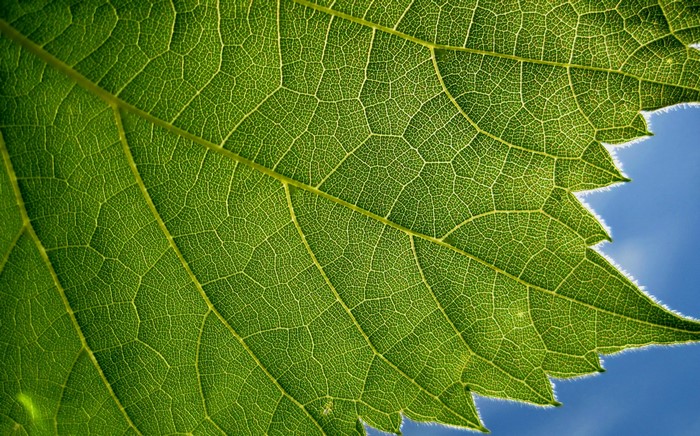 Closeup of a green leaf with veins