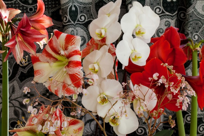 4K Amaryllis and Orchid flowers